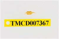 藏品(雙色澤蟹)的圖片